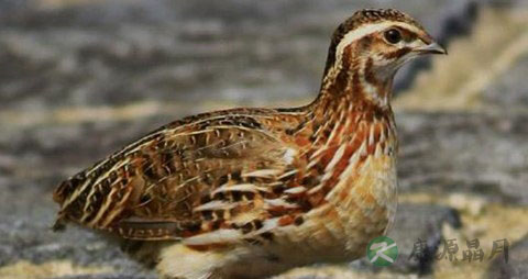 鹌鹑的营养价值_吃鹌鹑的好处