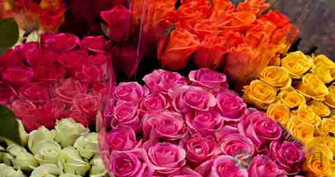 玫瑰花的营养价值_吃玫瑰花的好处