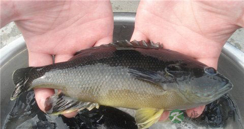 太阳鱼的营养价值_吃太阳鱼的好处