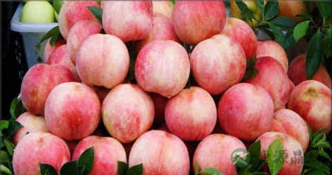 水蜜桃是软的吗