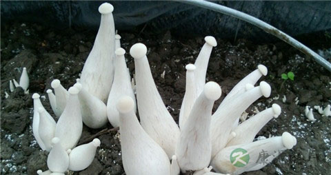 金福菇的吃法_哪些人不能吃金福菇