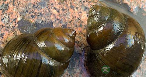 吃螺蛳的最佳季节是什么时候