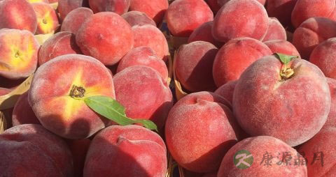 五指毛桃和什么煲汤