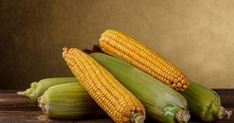 玉米面的营养价值_吃玉米面的好处