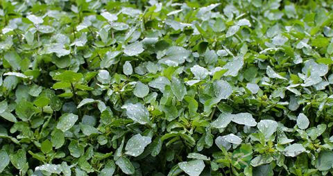 豆瓣菜的营养价值_吃豆瓣菜的好处