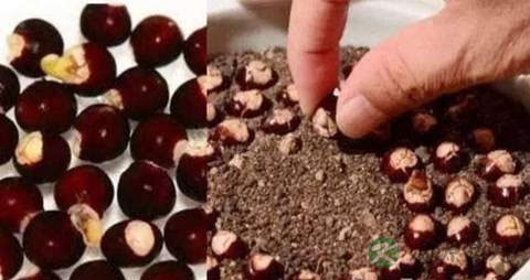 龙眼核的功效与作用