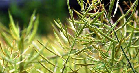 油菜的吃法_哪些人不能吃油菜 油菜的吃法_哪些人不能吃油菜