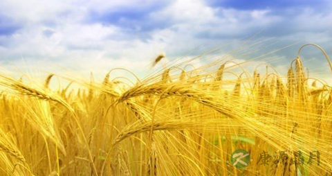 大麦茶的营养价值_吃大麦茶的好处