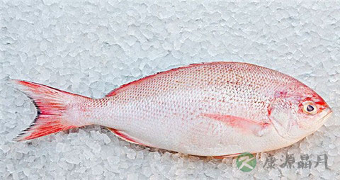 鲷鱼的营养价值_吃鲷鱼的好处