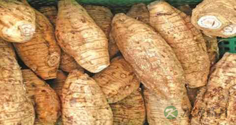 葛的营养价值_吃葛的好处