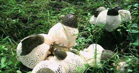 长裙竹荪的吃法_哪些人不能吃长裙竹荪