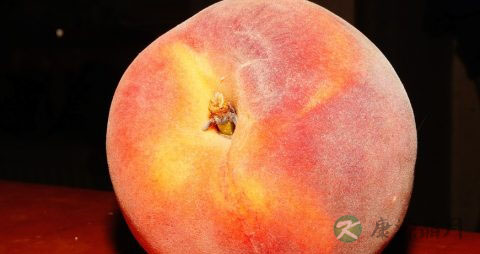 五指毛桃和什么煲汤