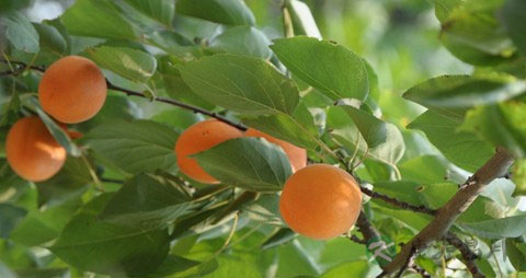 黄杏的营养价值_吃黄杏的好处