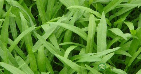 空心菜怎么做不发黑