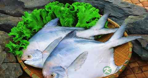 刺鲳的营养价值_吃刺鲳的好处