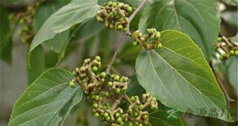 拐枣的营养价值_吃拐枣的好处