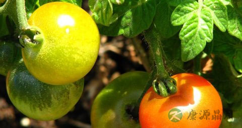 番茄和什么一起榨汁 番茄和什么一起榨汁