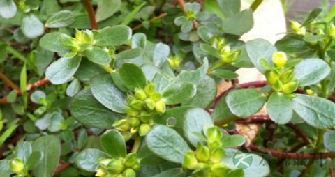 马齿苋能治拉肚子吗