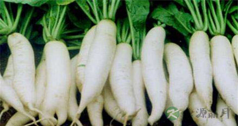 生吃白萝卜的最佳时间