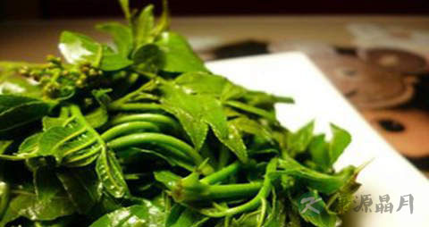 花椒芽的营养价值_吃花椒芽的好处