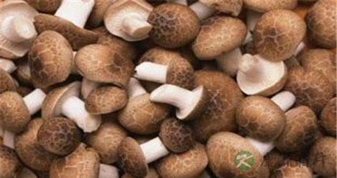 怎么快速泡发香菇