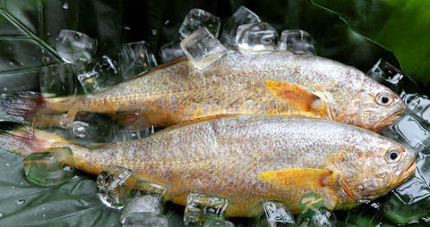 大黄鱼的营养价值_吃大黄鱼的好处