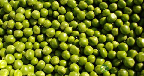 豌豆发芽了还能吃吗