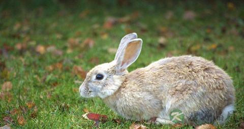 野兔的吃法_哪些人不能吃野兔