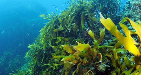 裙带菜的营养价值_吃裙带菜的好处