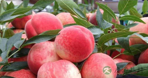 白粉桃的营养价值_吃白粉桃的好处 白粉桃的营养价值_吃白粉桃的好处