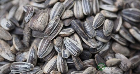 吃瓜子壮阳吗 吃瓜子壮阳吗