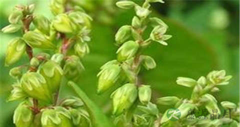 苦荞茶的营养价值_吃苦荞茶的好处