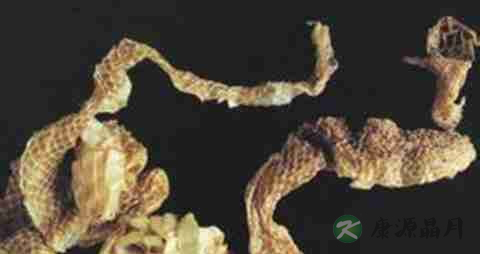 蛇蜕的营养价值_吃蛇蜕的好处