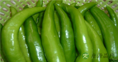 辨别青尖椒辣不辣的妙招