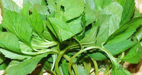 普通荠菜的营养价值_吃普通荠菜的好处 普通荠菜的营养价值_吃普通荠菜的好处