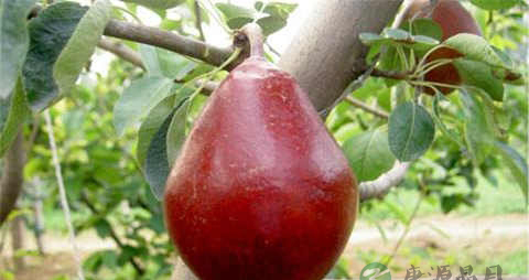 红茄梨的吃法_哪些人不能吃红茄梨 红茄梨的吃法_哪些人不能吃红茄梨