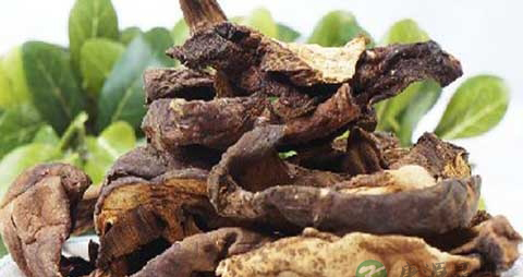 黑牛肝菌的吃法_哪些人不能吃黑牛肝菌