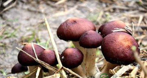 大球盖菇的营养价值_吃大球盖菇的好处