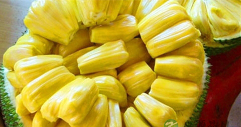 剥好的菠萝蜜不熟怎么办