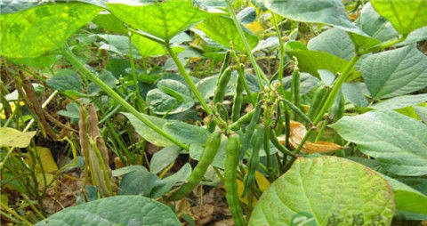 红豆的营养价值_吃红豆的好处