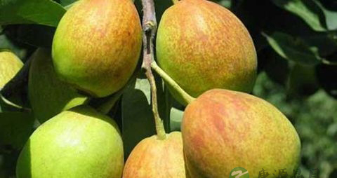 早上空腹吃梨好吗 早上空腹吃梨好吗