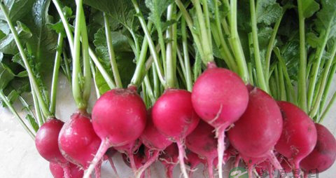 樱桃萝卜的营养价值_吃樱桃萝卜的好处