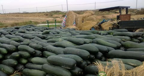 黑皮冬瓜的吃法_哪些人不能吃黑皮冬瓜