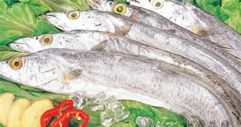 带鱼鳞的营养价值 带鱼鳞的营养价值