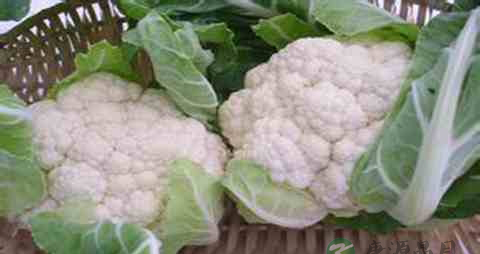 白花菜的吃法_哪些人不能吃白花菜
