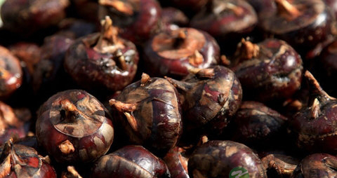 马蹄可以和什么煲汤