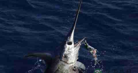 箭鱼的营养价值_吃箭鱼的好处