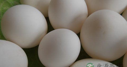 鸡蛋怎么吃最有营养