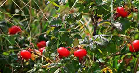 玫瑰花的营养价值_吃玫瑰花的好处