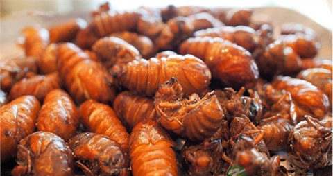 蝉蛹的吃法_哪些人不能吃蝉蛹